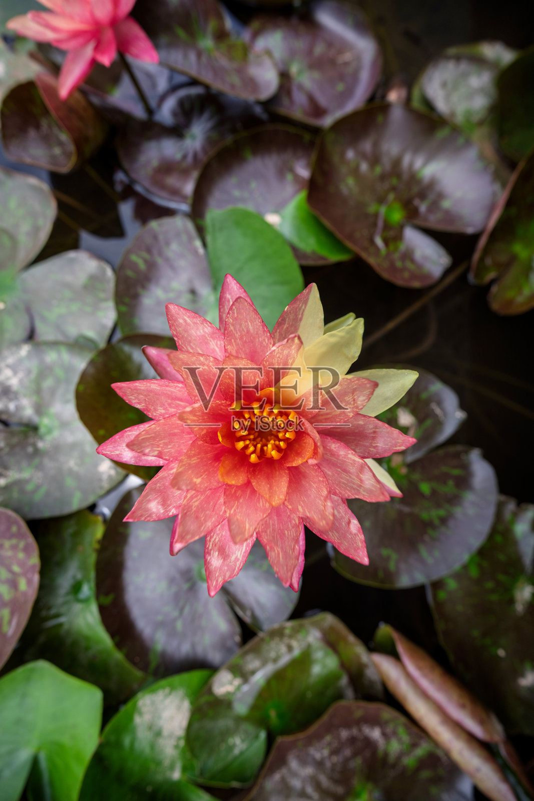 池塘中的粉色莲花照片摄影图片
