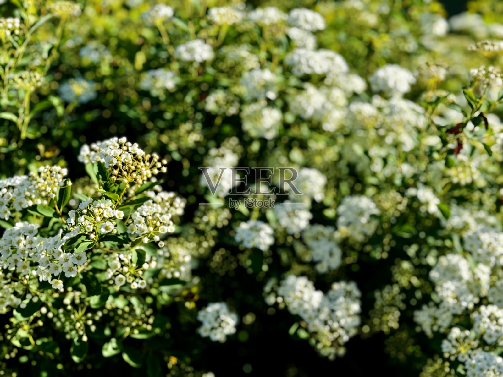 盛开的白花灌木特写照片摄影图片