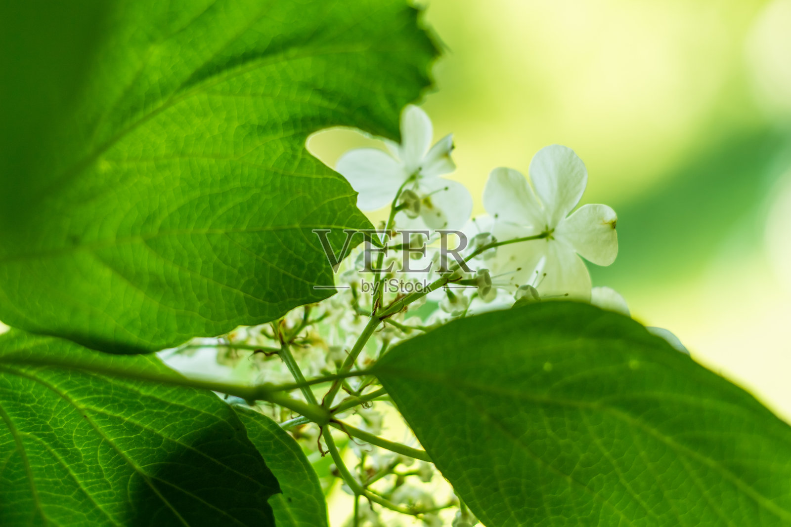 白色的荚蒾花照片摄影图片