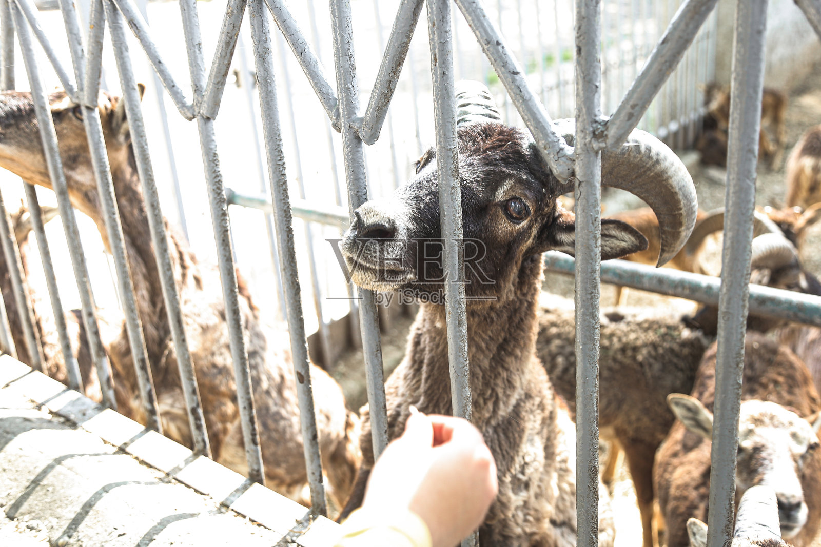 动物园里的穆夫伦。敖德萨市照片摄影图片