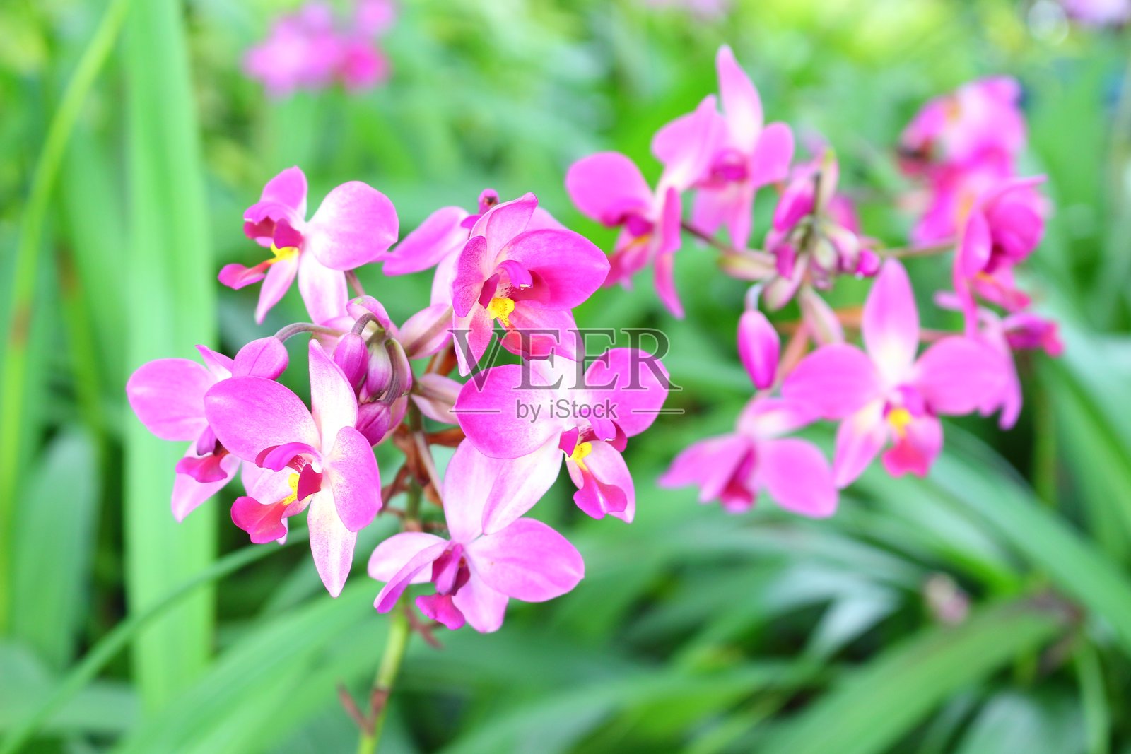 粉色米尔顿花兰照片摄影图片