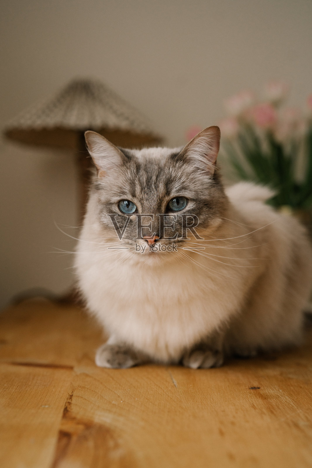 坐在木桌上的布偶猫肖像照片摄影图片