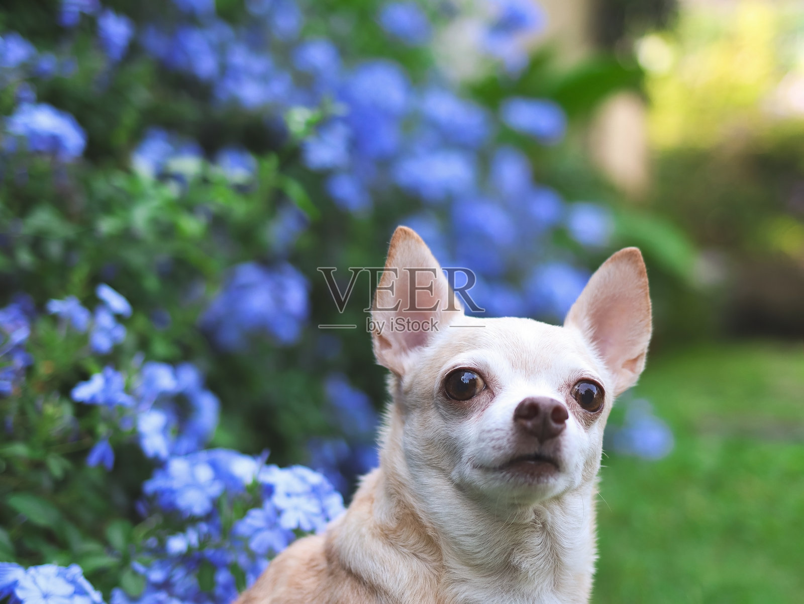 棕色短毛的吉娃娃狗坐在花园的绿草地上，背景是紫色花朵，好奇地望向一边，留有空白空间。照片摄影图片