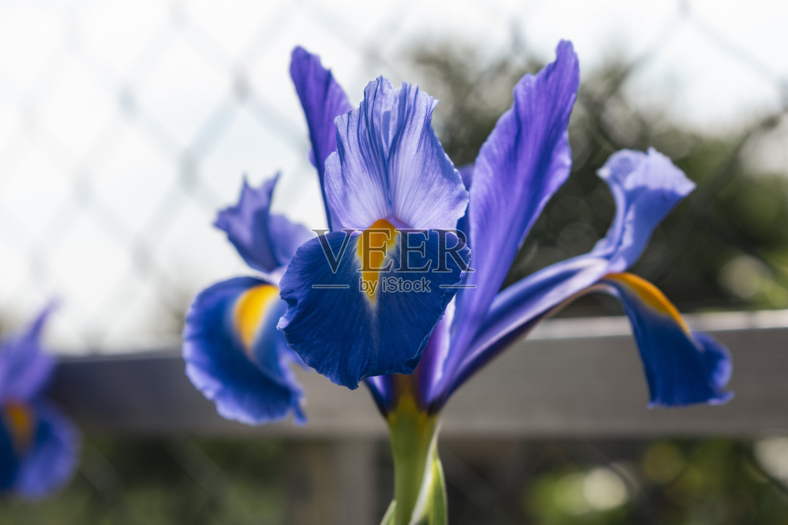 美丽的蓝色和紫色鸢尾花在春季和夏季盛开照片摄影图片