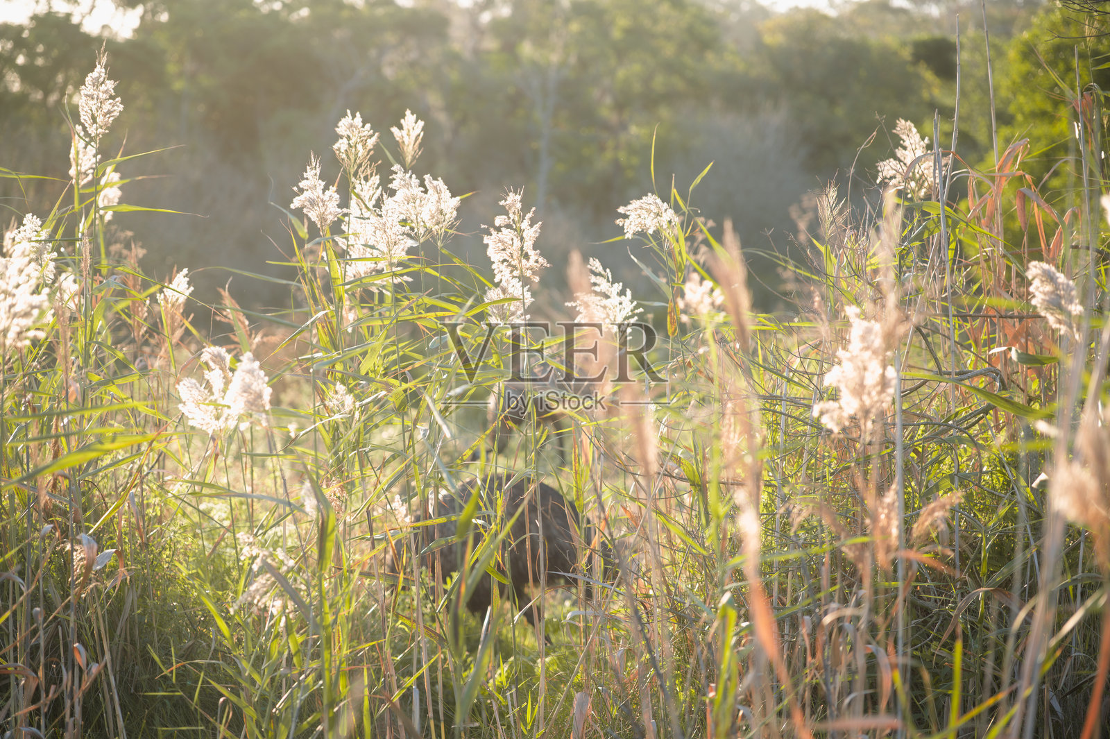 黄昏时分，风中芦苇特写，背景中有鸸鹋。照片摄影图片