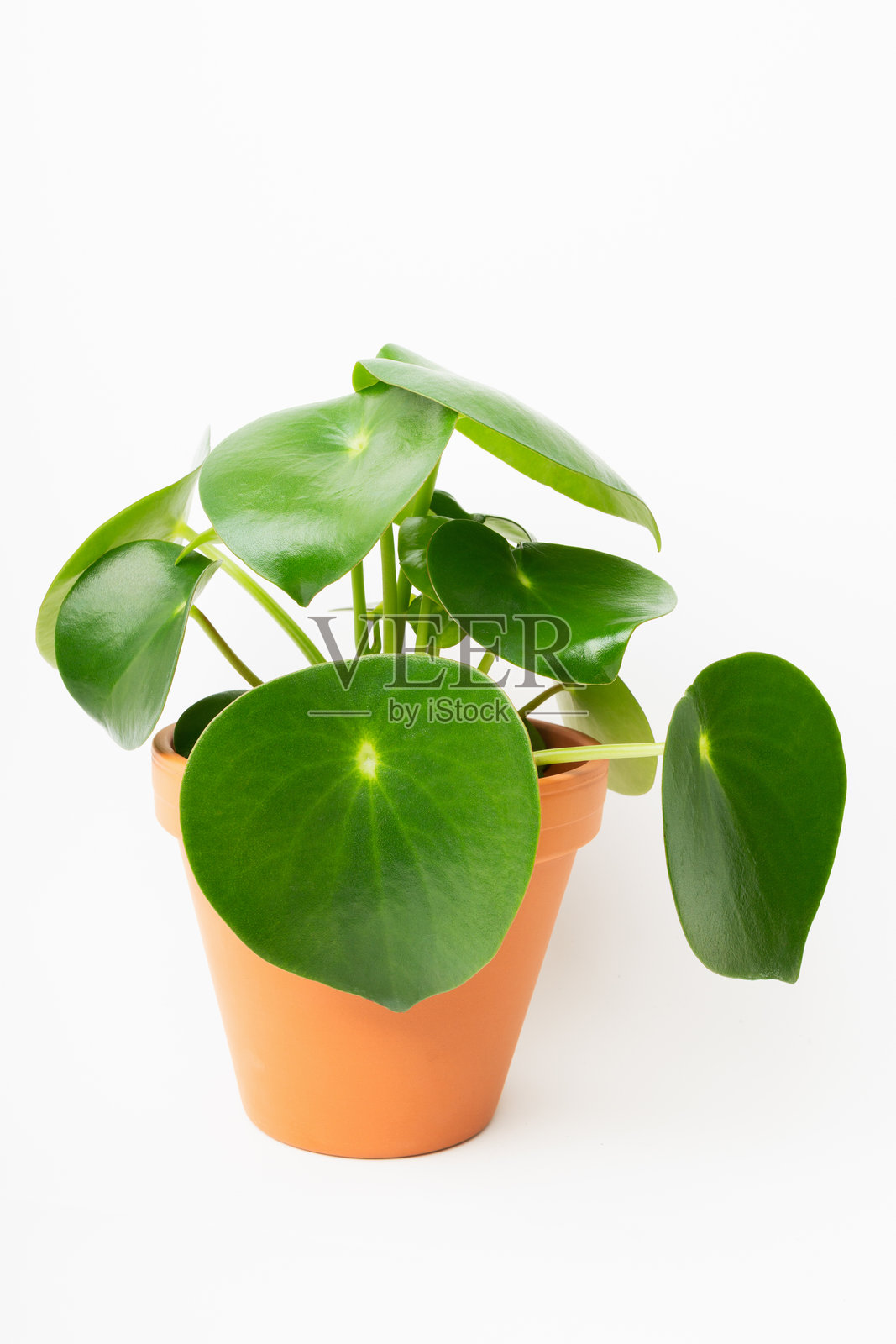 橙色陶土花盆中的绿椒草植物照片摄影图片