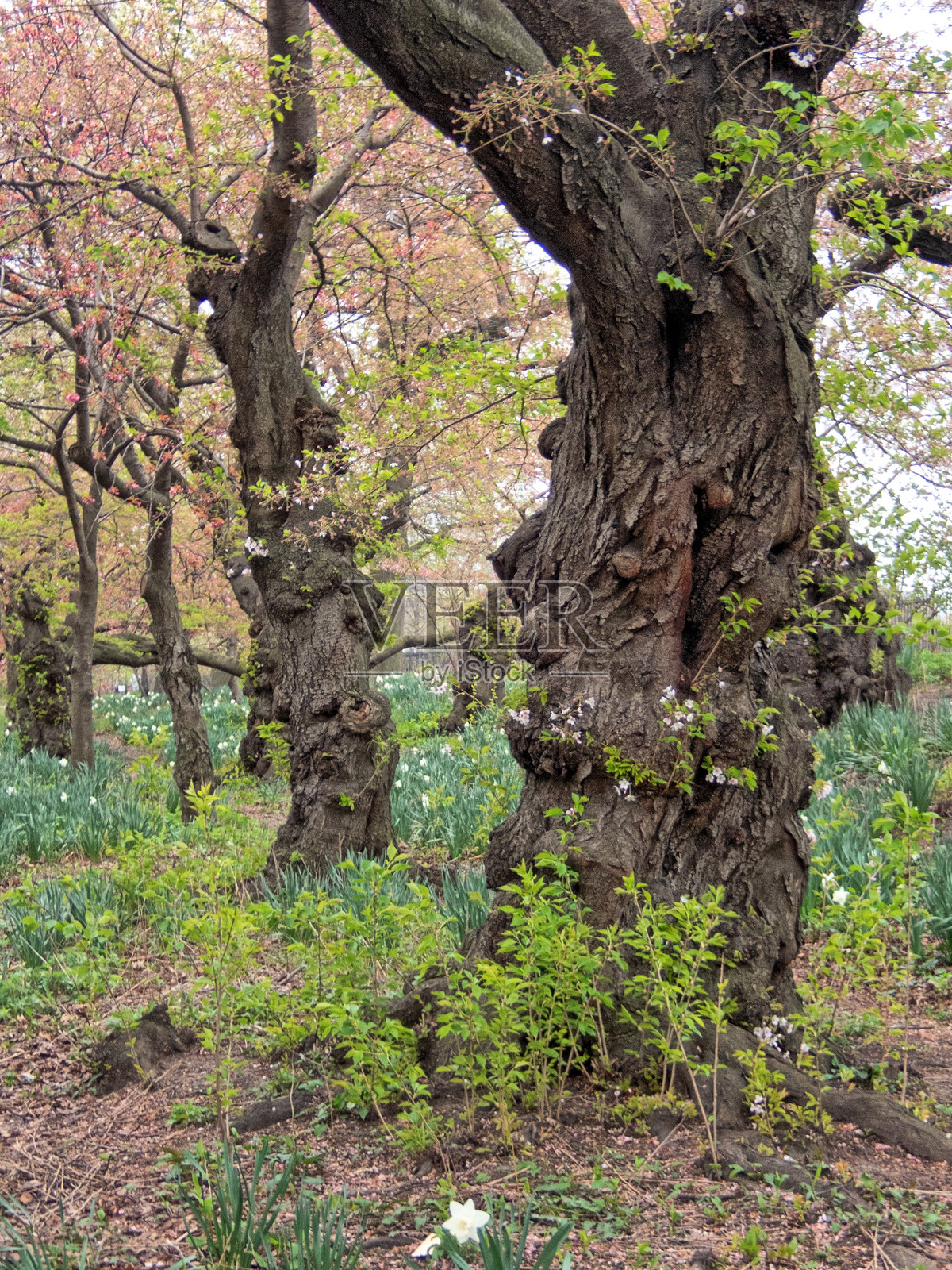 春天的中央公园照片摄影图片
