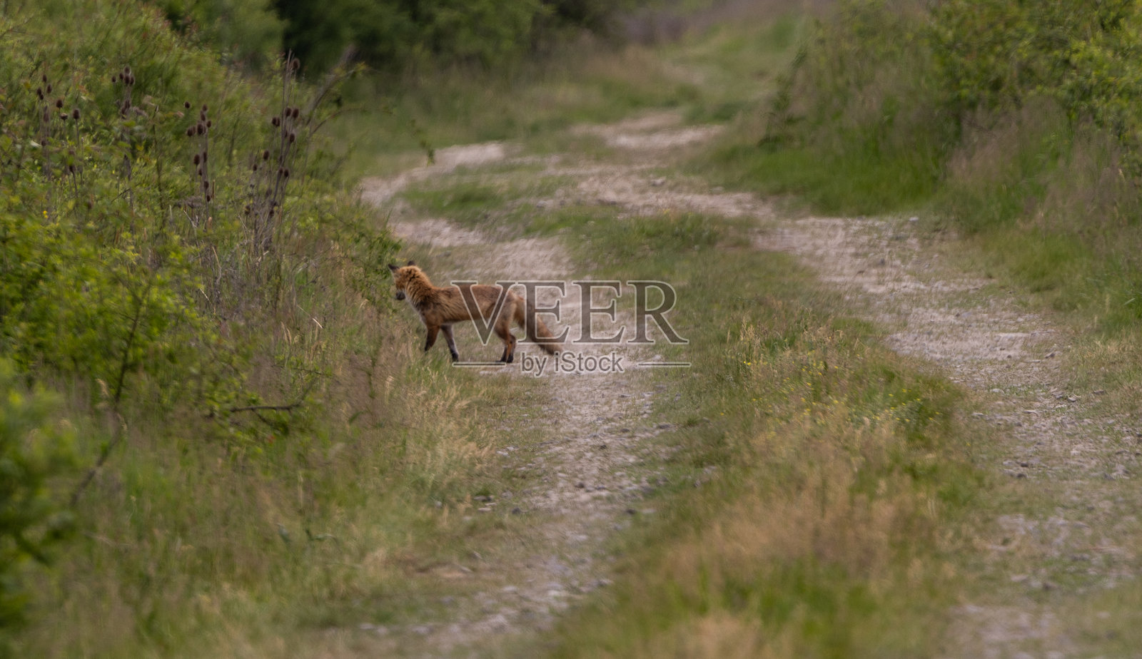 年轻的狐狸（赤狐）在狩猎照片摄影图片
