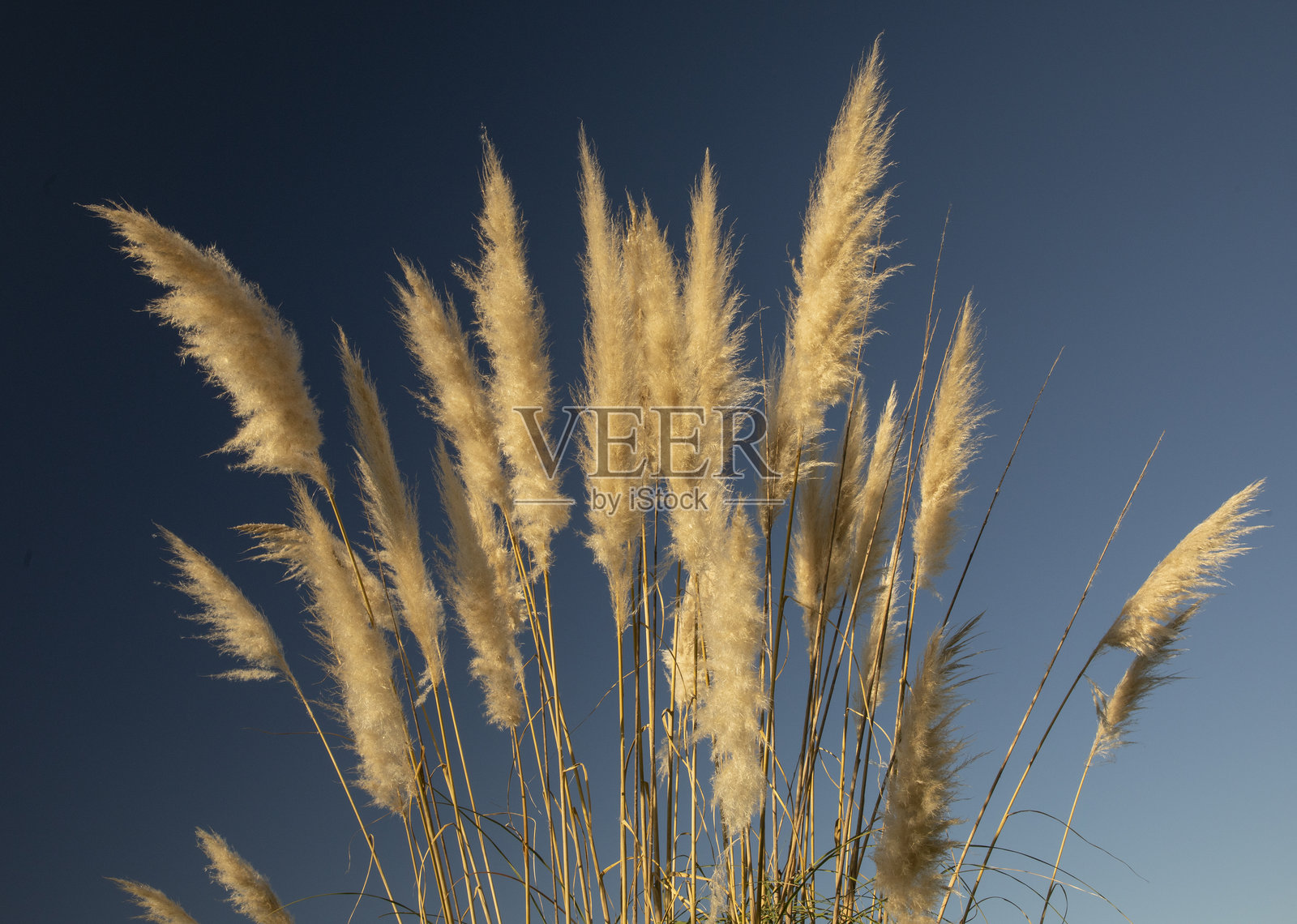 近距离观察在蓝天下盛开的黄白色和浅棕色的芦苇花照片摄影图片