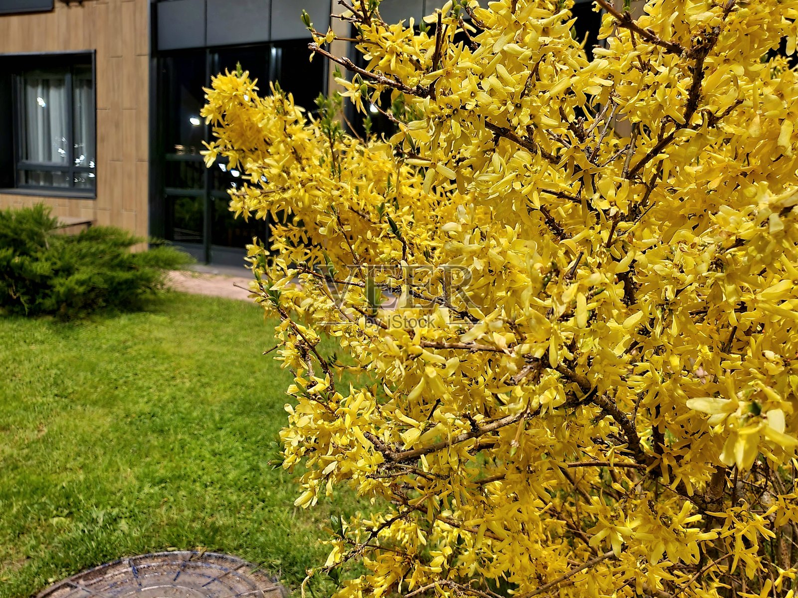 黄色花朵照片摄影图片