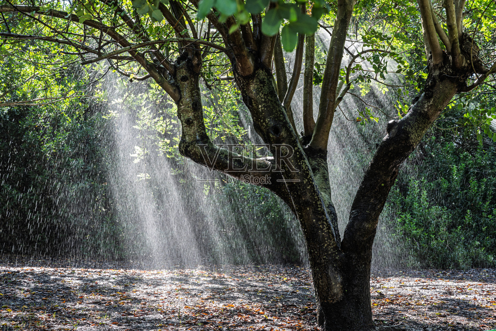 秋天的塞维利亚阿拉米略公园，阳光下雨滴落下。照片摄影图片