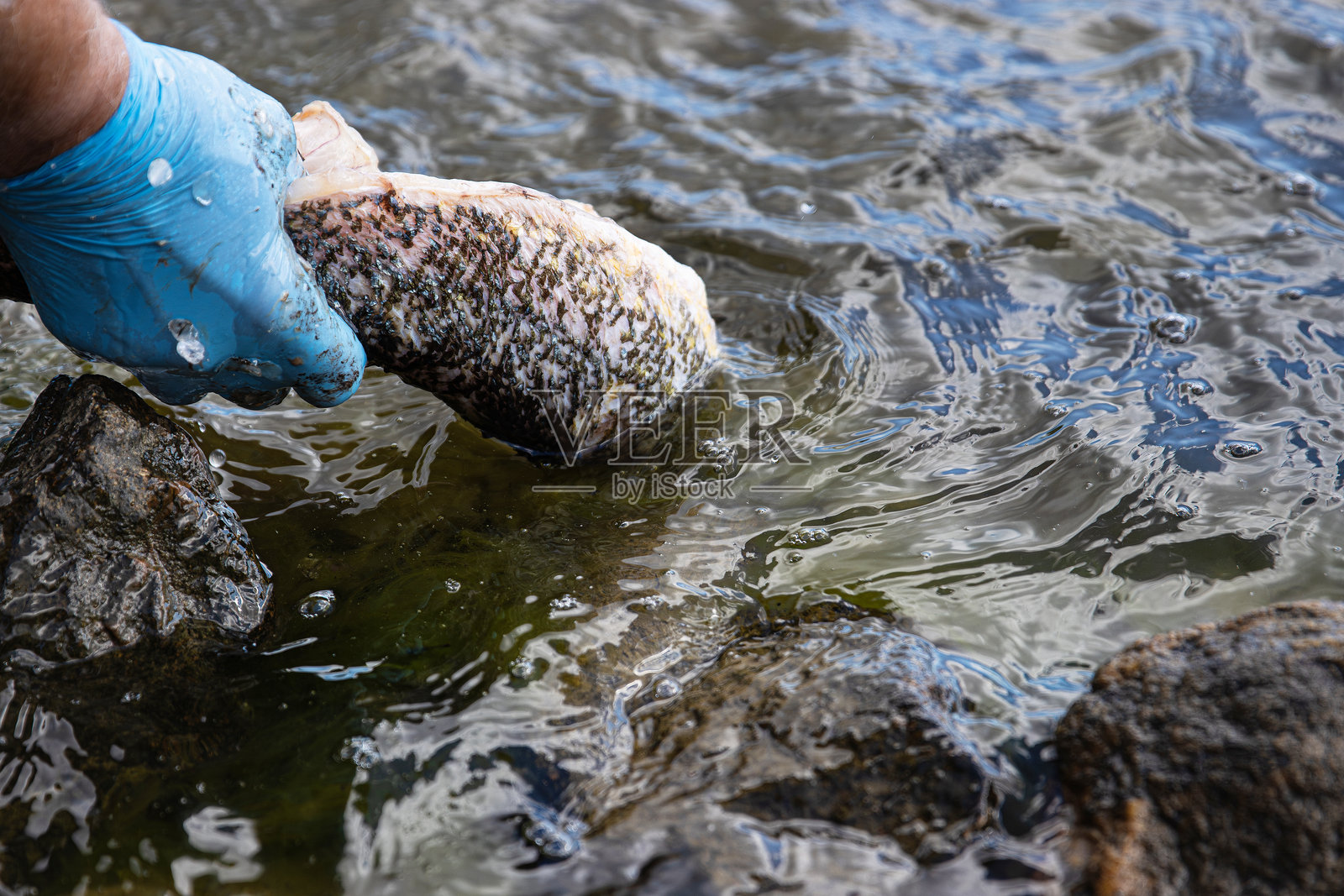 用手套清洗刚捕获的湖水中的梭鱼。一个穿着蓝色防护手套的人在湖泊或海洋中洗鱼，溅起水花。照片摄影图片