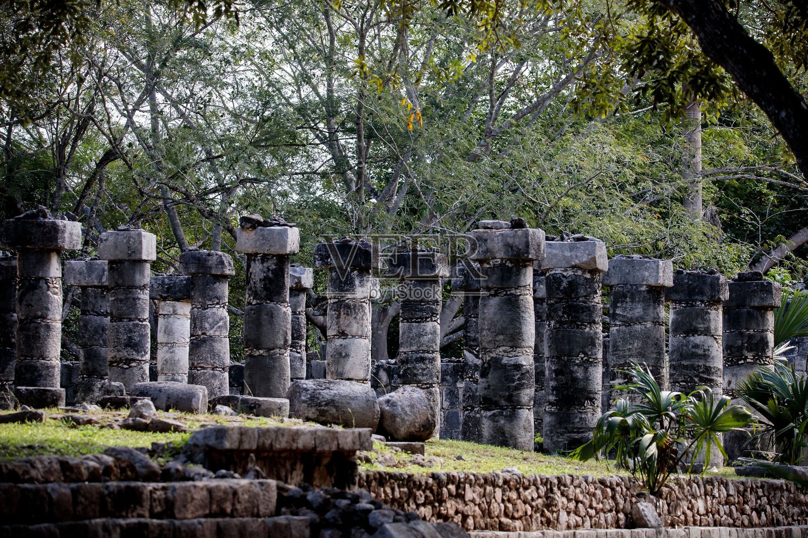 奇琴伊察森林中的古老石柱。照片摄影图片