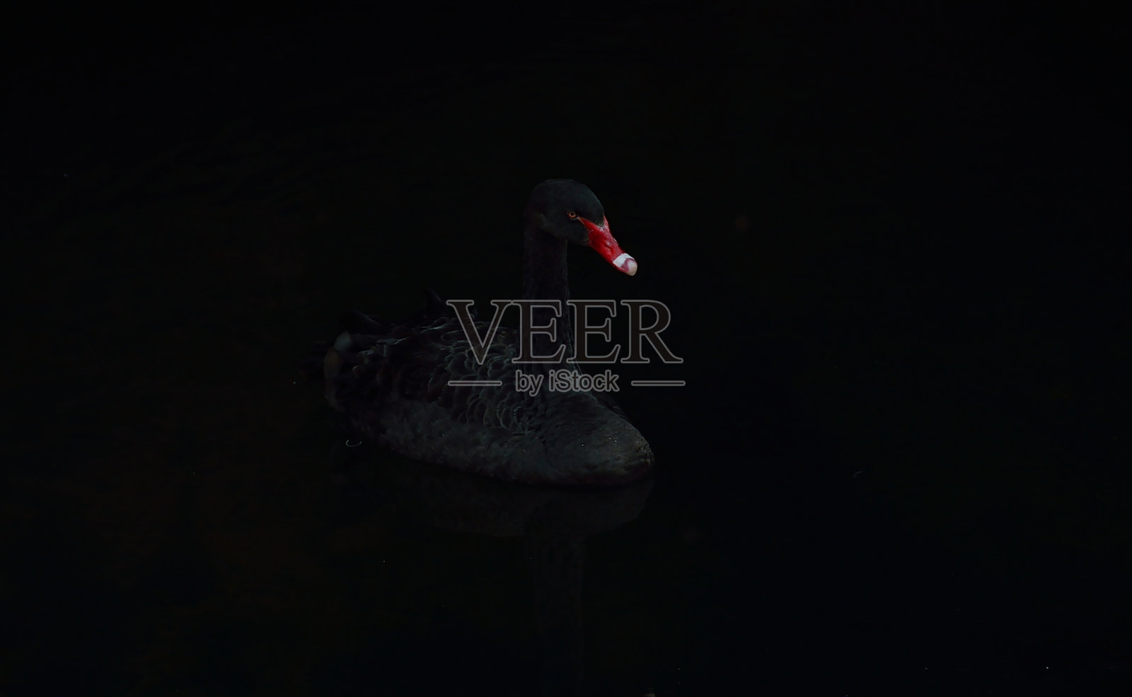 黑天鹅照片摄影图片