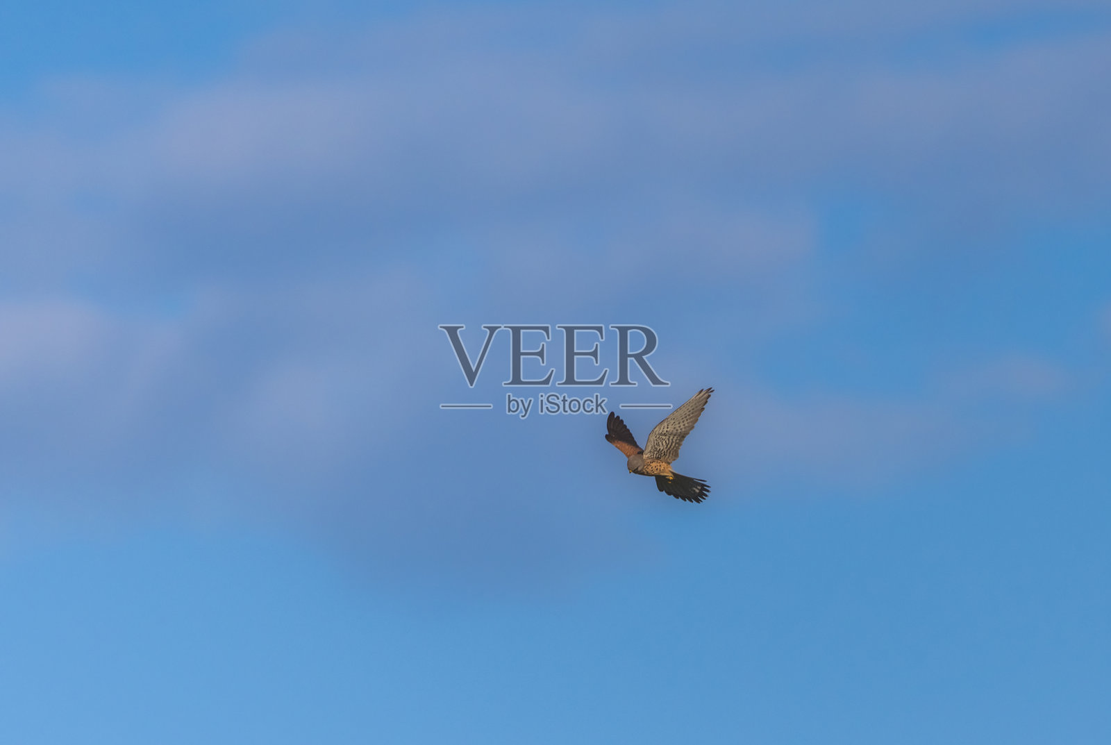 红隼在空中猎捕猎物照片摄影图片