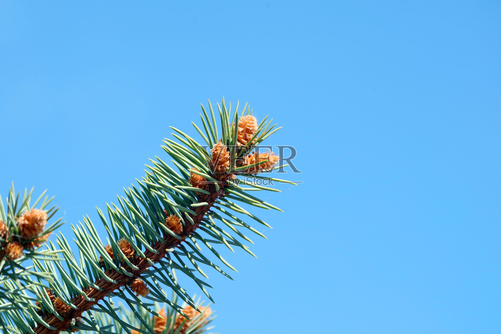 年轻的云杉树枝。盛开的云杉与蓝天相映。春天的云杉。留白空间。照片摄影图片