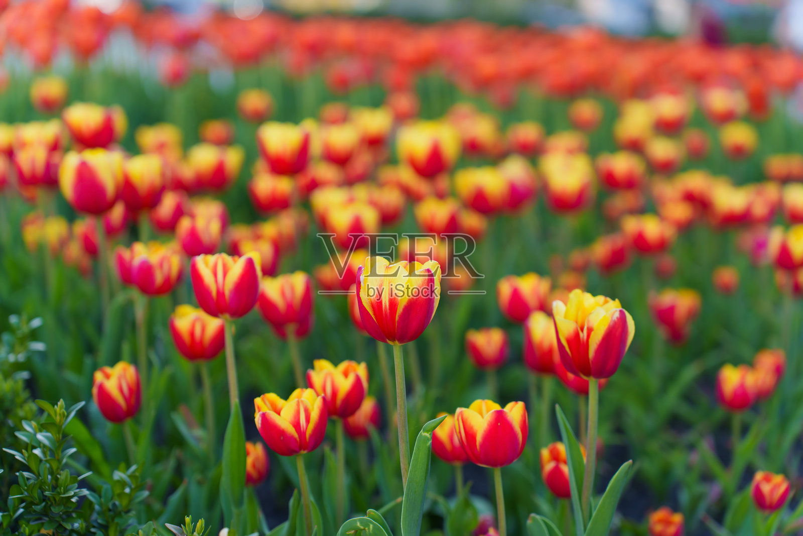 五彩缤纷的郁金香花田盛开，鲜艳的红色和黄色花朵绽放。照片摄影图片