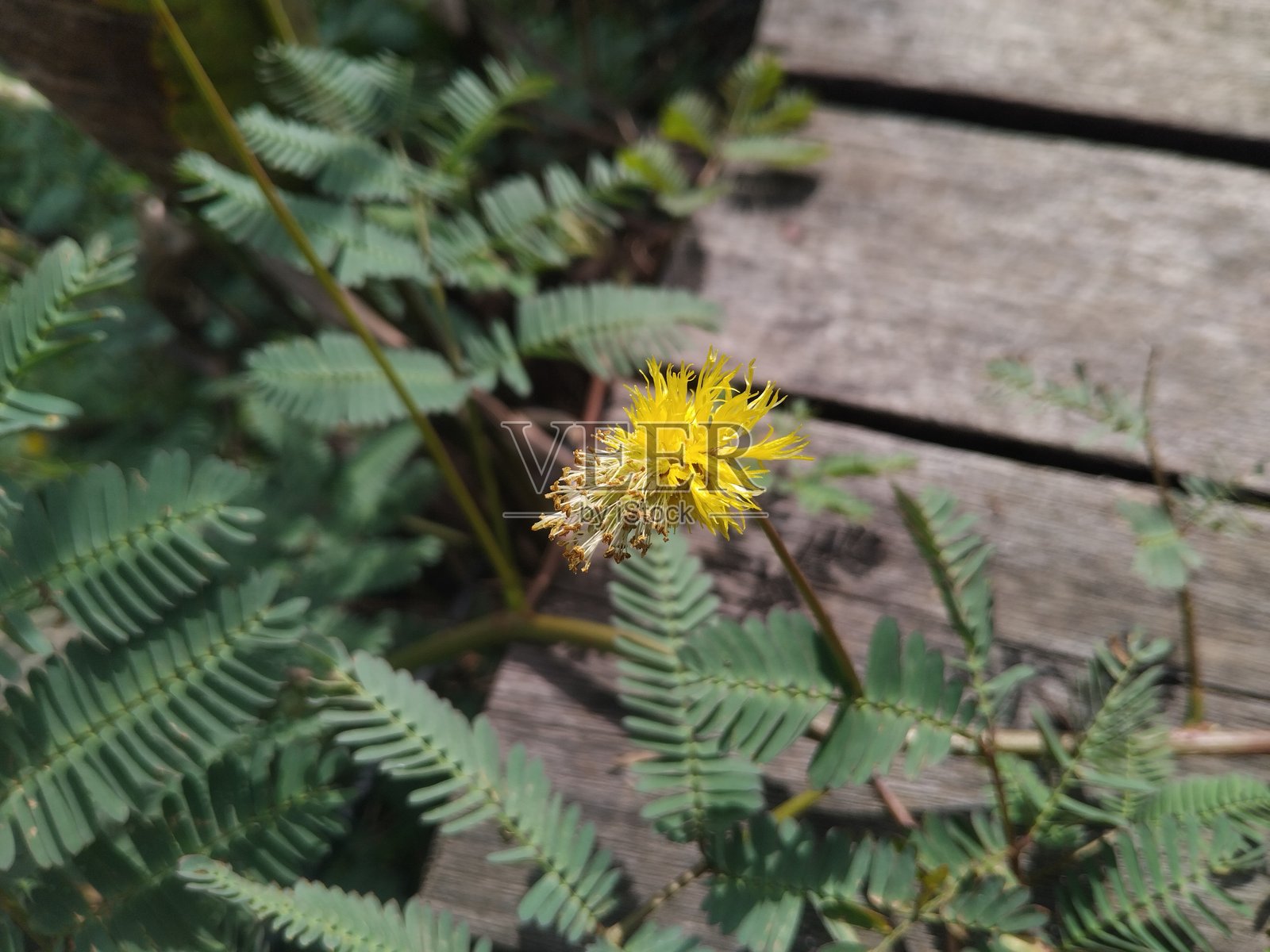 含羞草，紫色或黄色开花灌木照片摄影图片