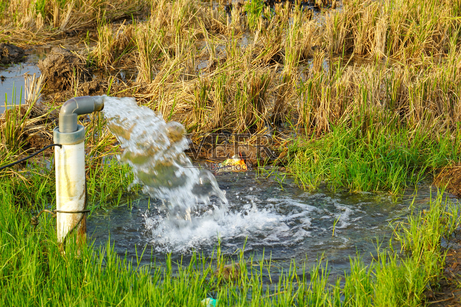 使用泵井灌溉稻田，通过抽水技术将地下水抽取并流入稻田。通过电动塑料PVC管从地下抽水。照片摄影图片
