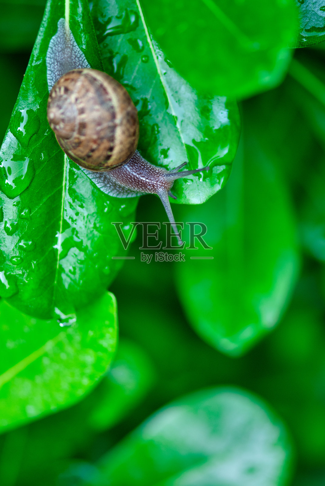 宏观视角下的蜗牛在阳光明媚的自然环境中穿过草地照片摄影图片