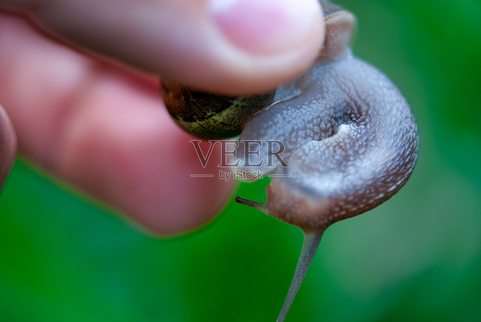 蜗牛在新鲜的绿色草地上爬行，细致地展示了它的螺旋壳和滑腻的身体照片摄影图片