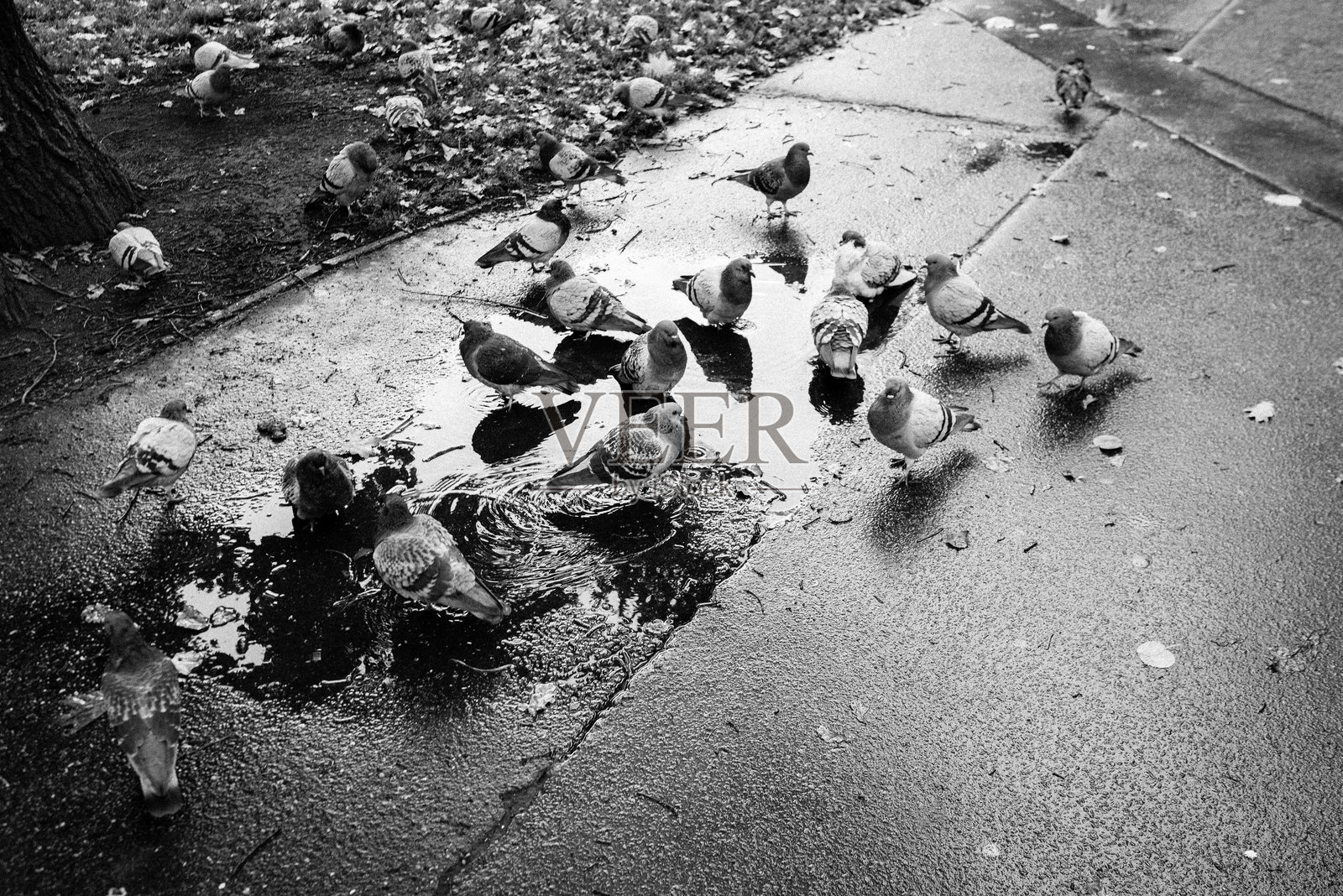 一群鸽子在雨后围绕着水坑。照片摄影图片