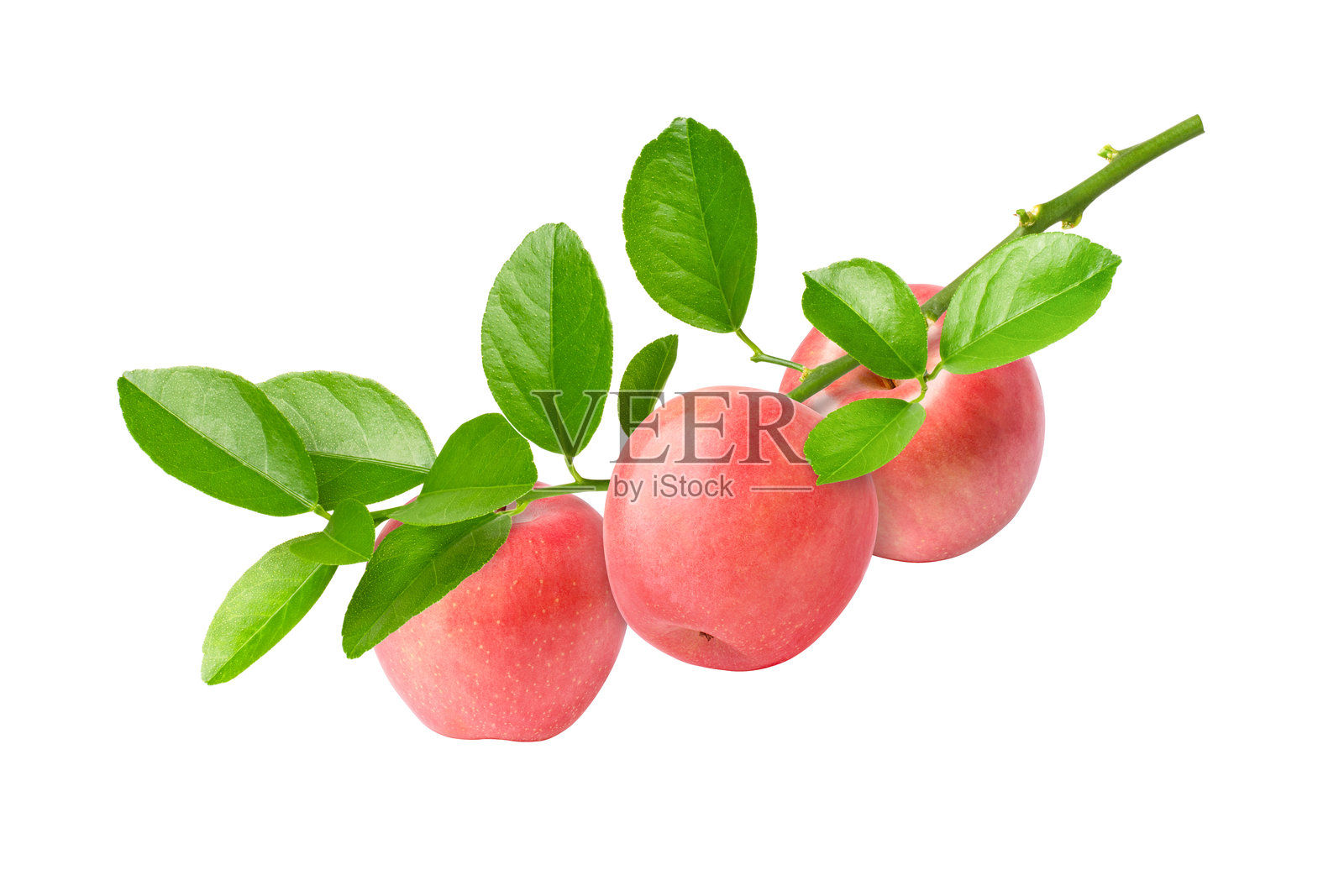 树枝上的红苹果照片摄影图片