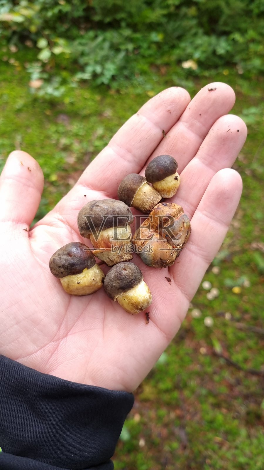 一只手握着一朵小蘑菇，可能是牛肝菌的一种。照片摄影图片