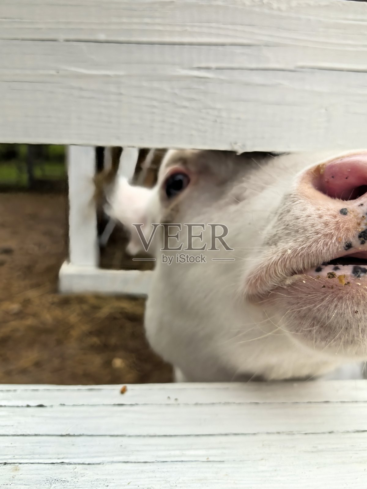 小牛，审美，鼻子，舌头，奶牛，美丽，网站，博客，视频，视觉，可爱，动物，村庄，家养，农场照片摄影图片