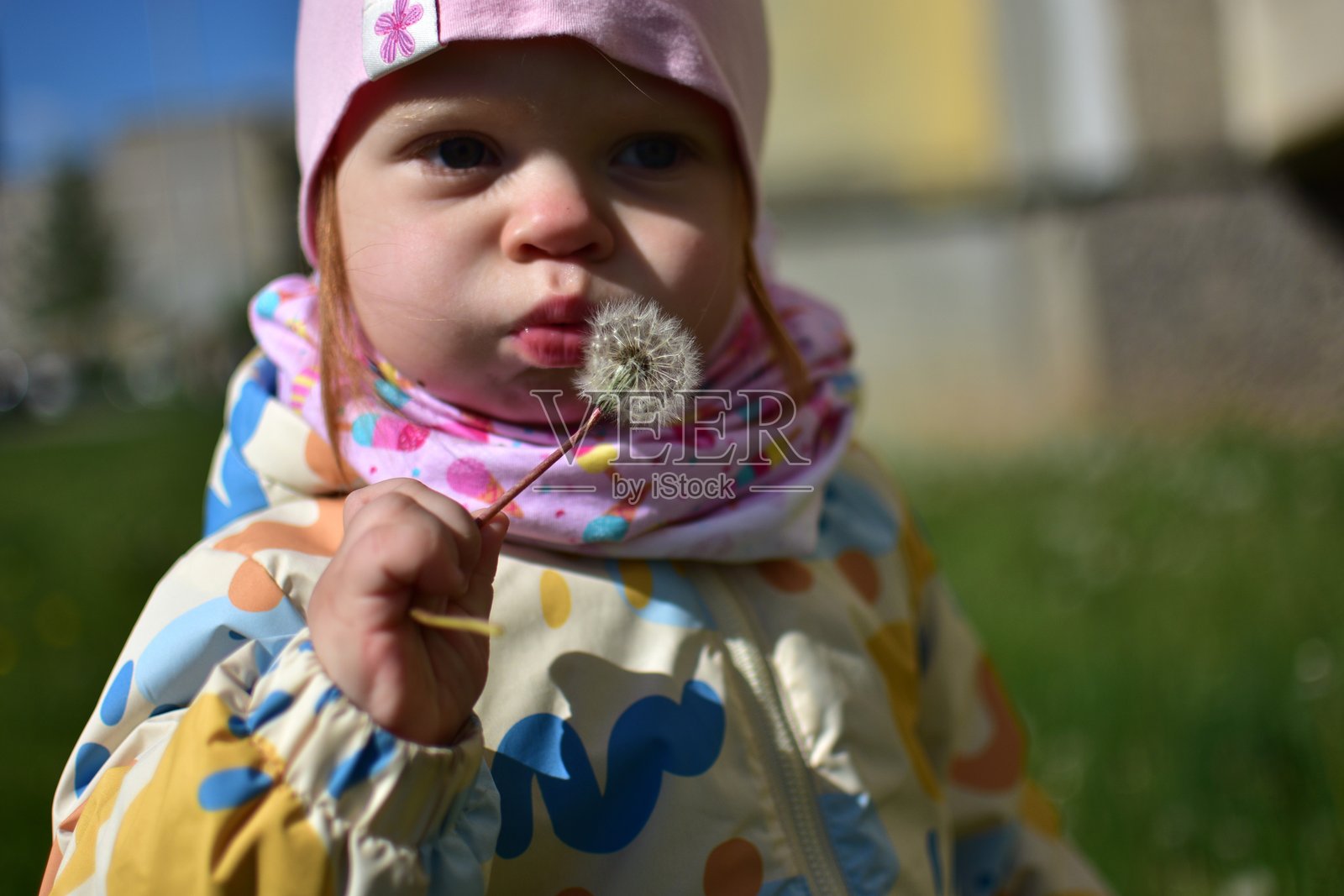 小女孩在春天的草坪上吹蒲公英种子。幼儿女孩在户外观察蒲公英。照片摄影图片