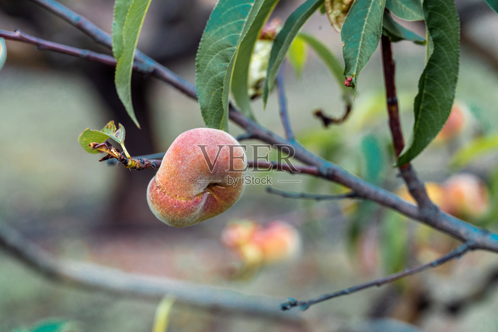 巴拉圭浆果在树上成熟照片摄影图片