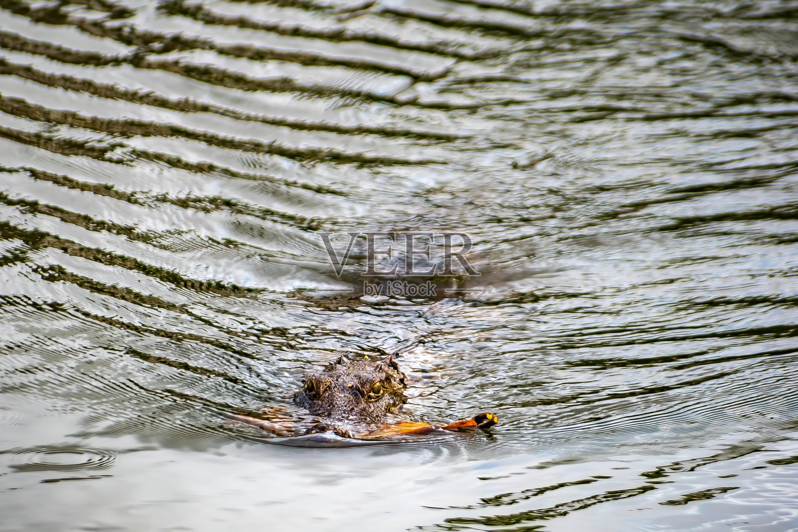 一只鳄鱼在波光粼粼的湖中游泳照片摄影图片