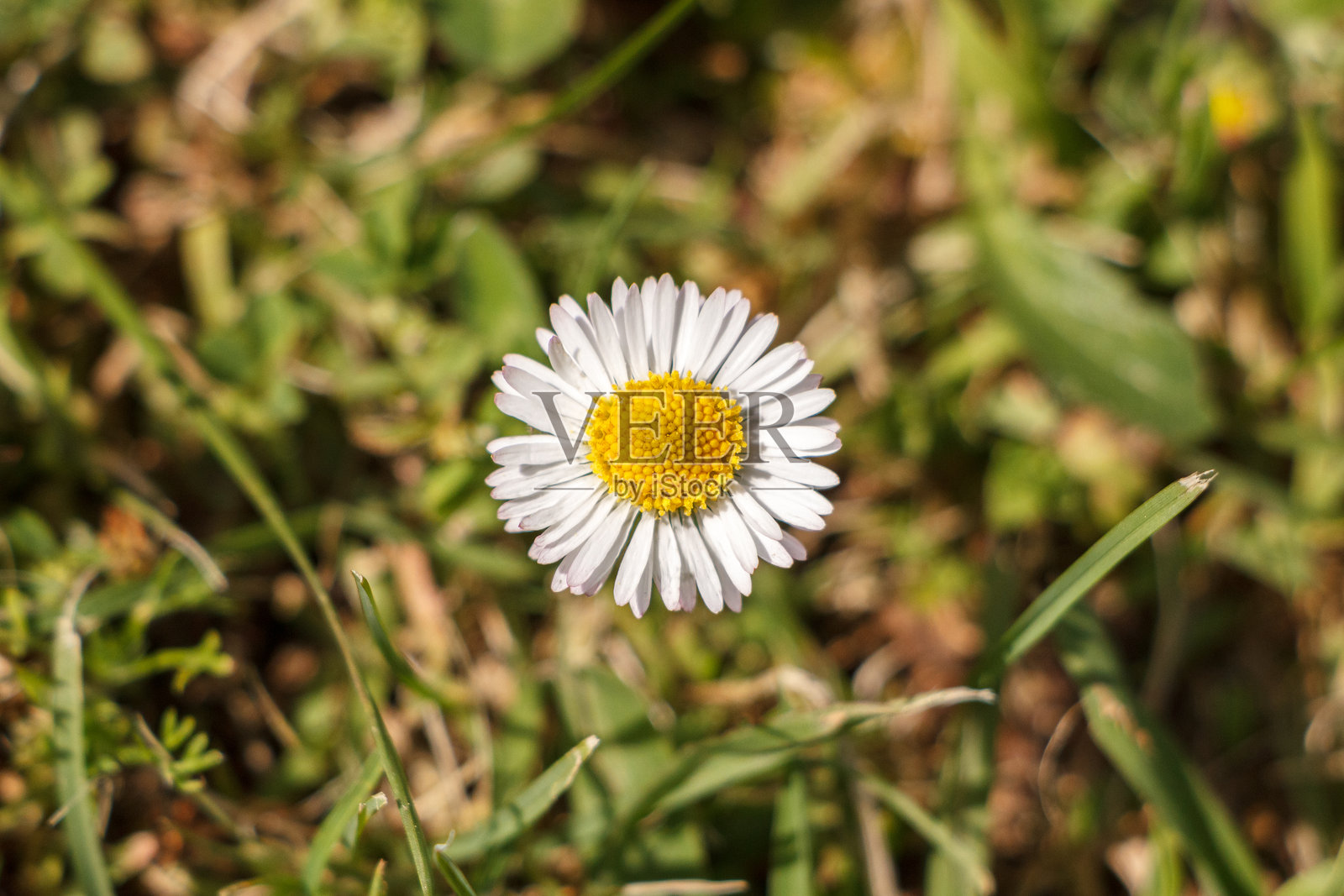 雏菊照片摄影图片