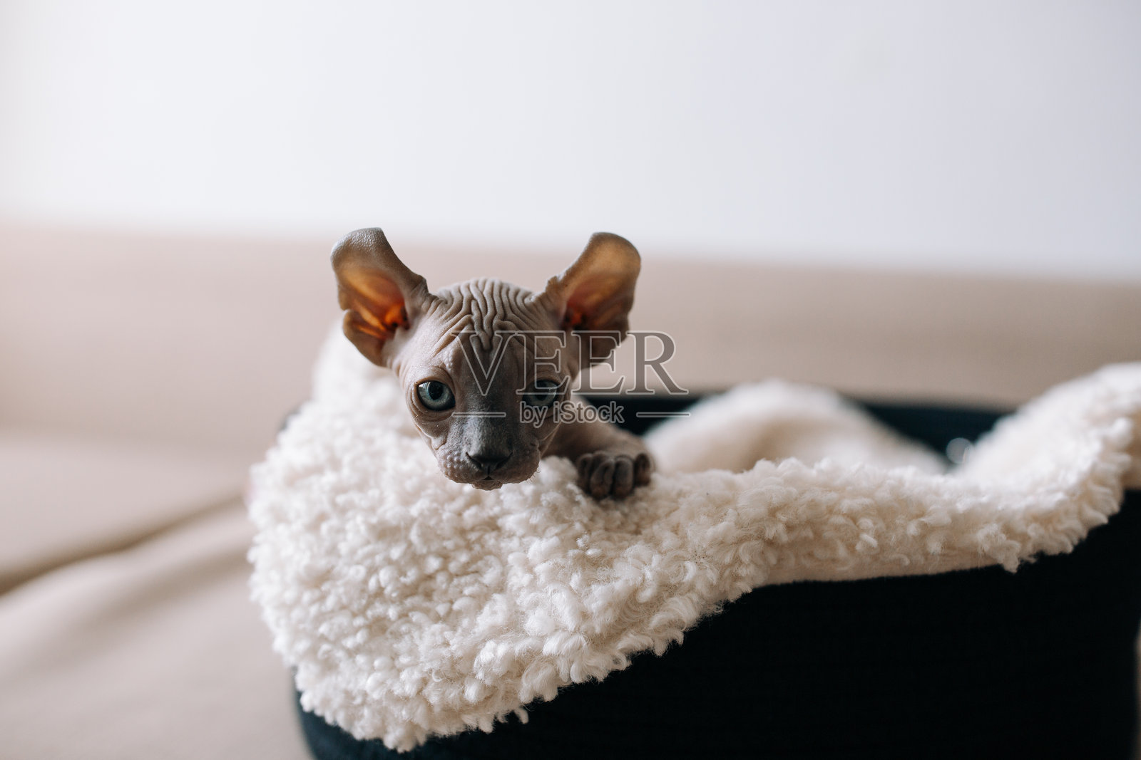 活泼的加拿大无毛猫小猫在室内玩耍照片摄影图片