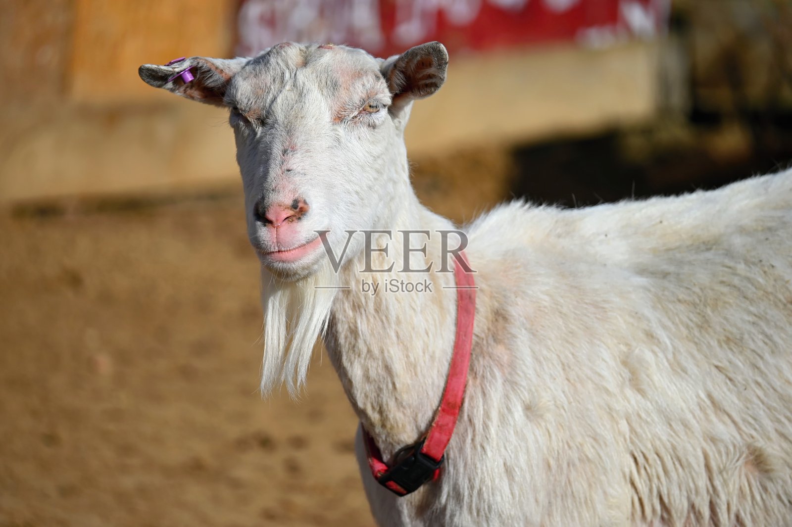 农场上美丽的山羊。动物与农业的概念。照片摄影图片