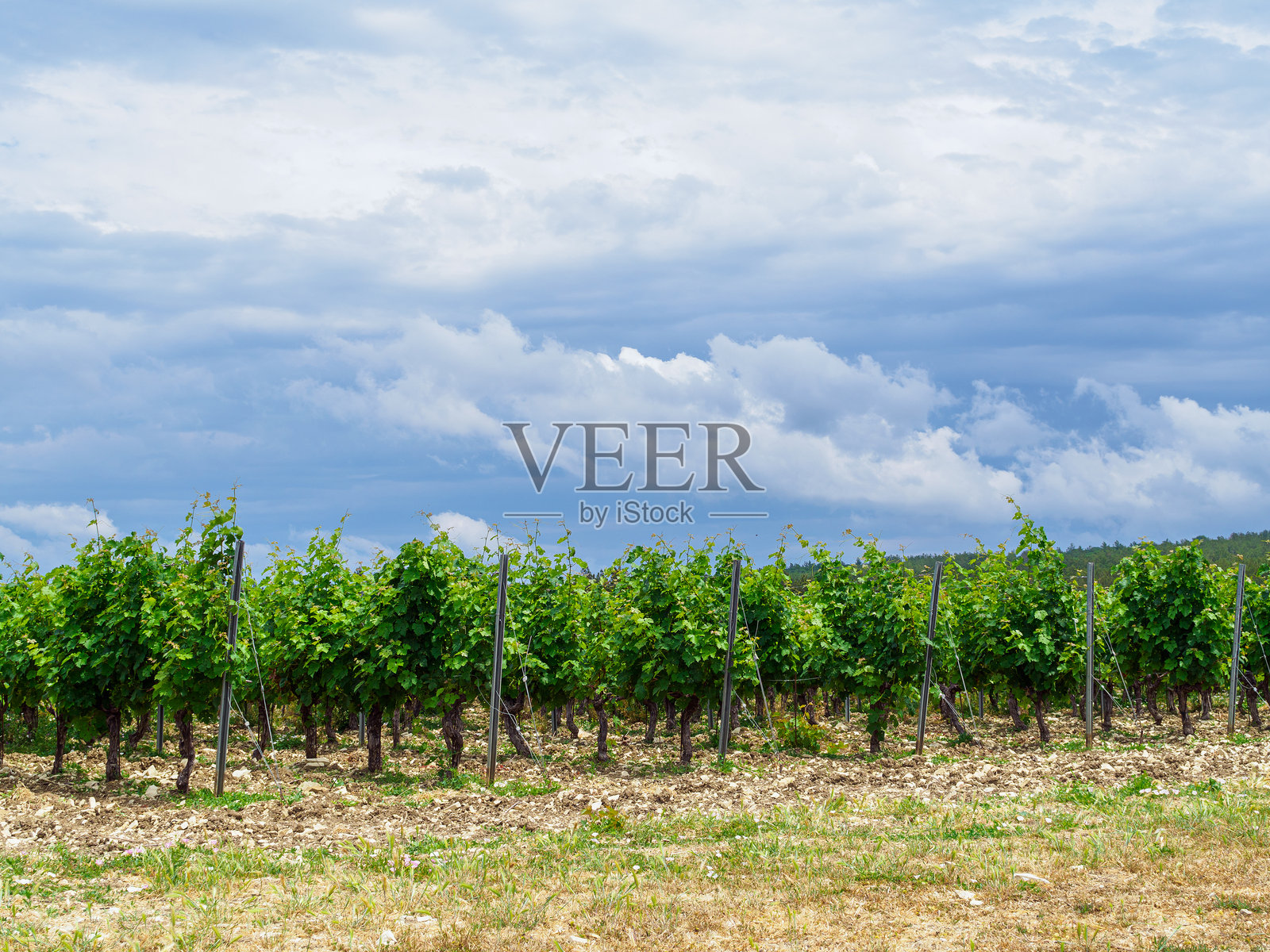 夏季的葡萄园和山丘照片摄影图片