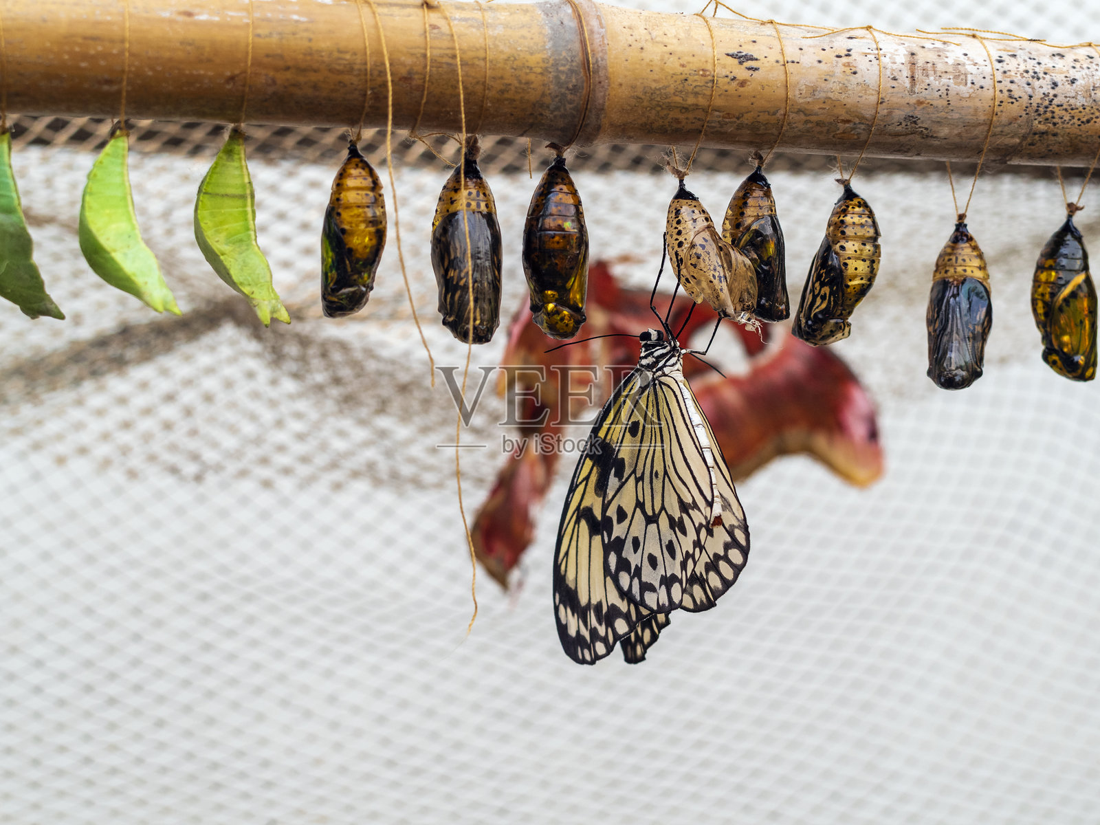 白色蝴蝶蛹的特写镜头照片摄影图片