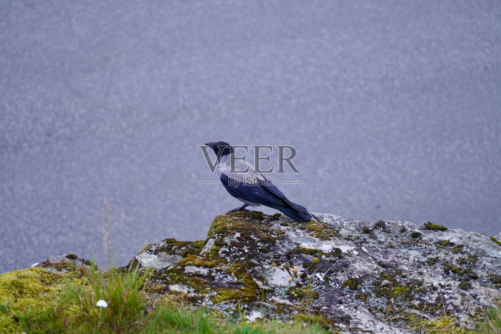 披风乌鸦栖息在苔藓覆盖的岩石上照片摄影图片