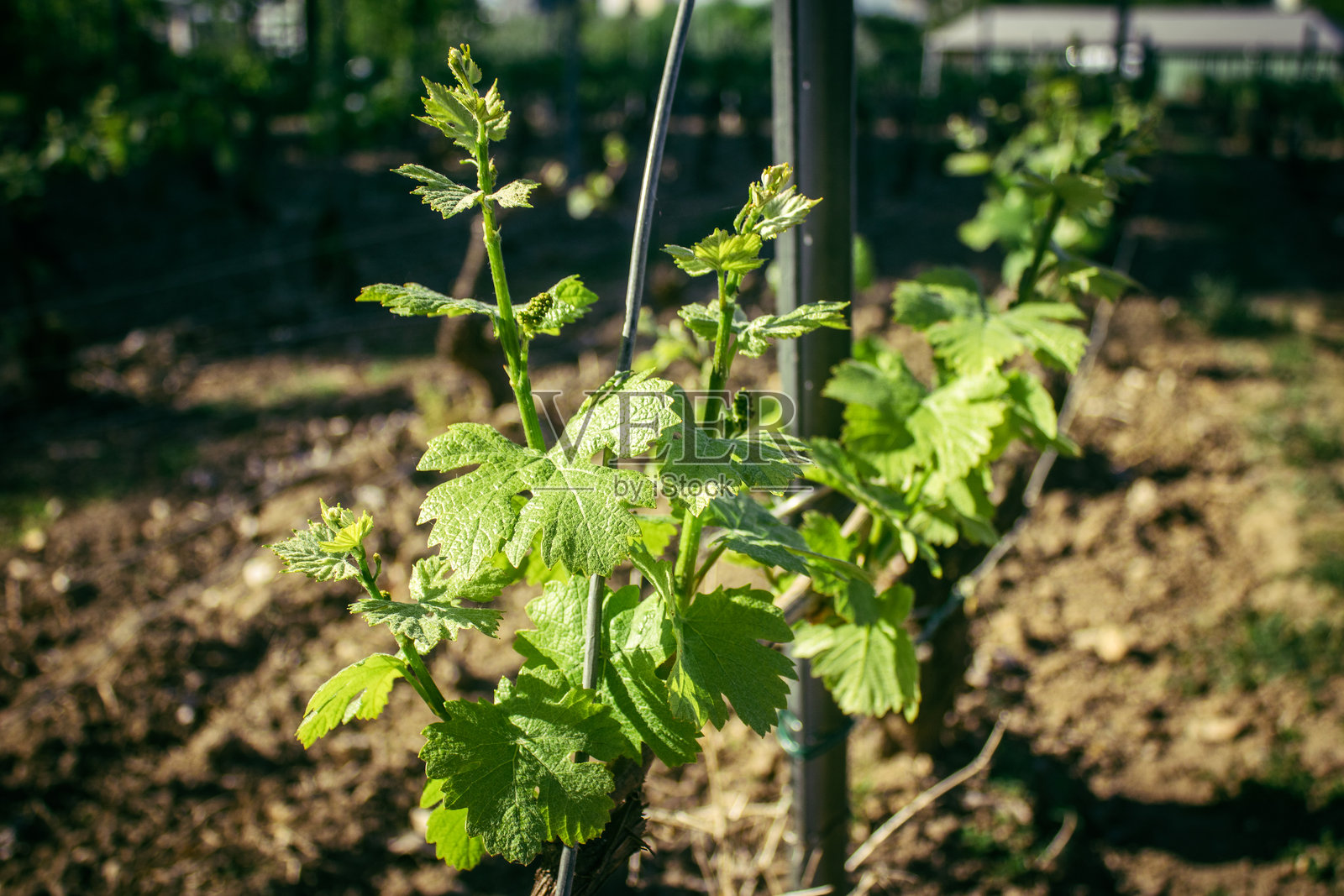 香槟葡萄园照片摄影图片