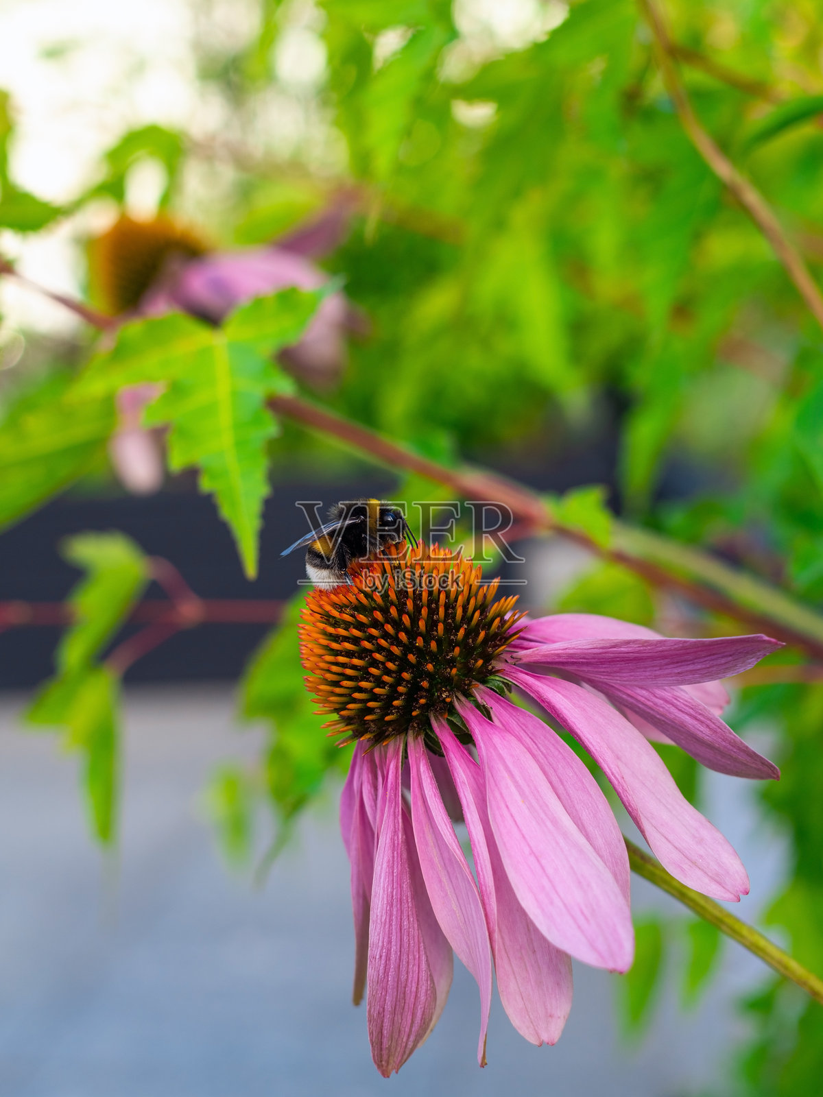 粉色的紫锥花与大黄蜂特写照片摄影图片