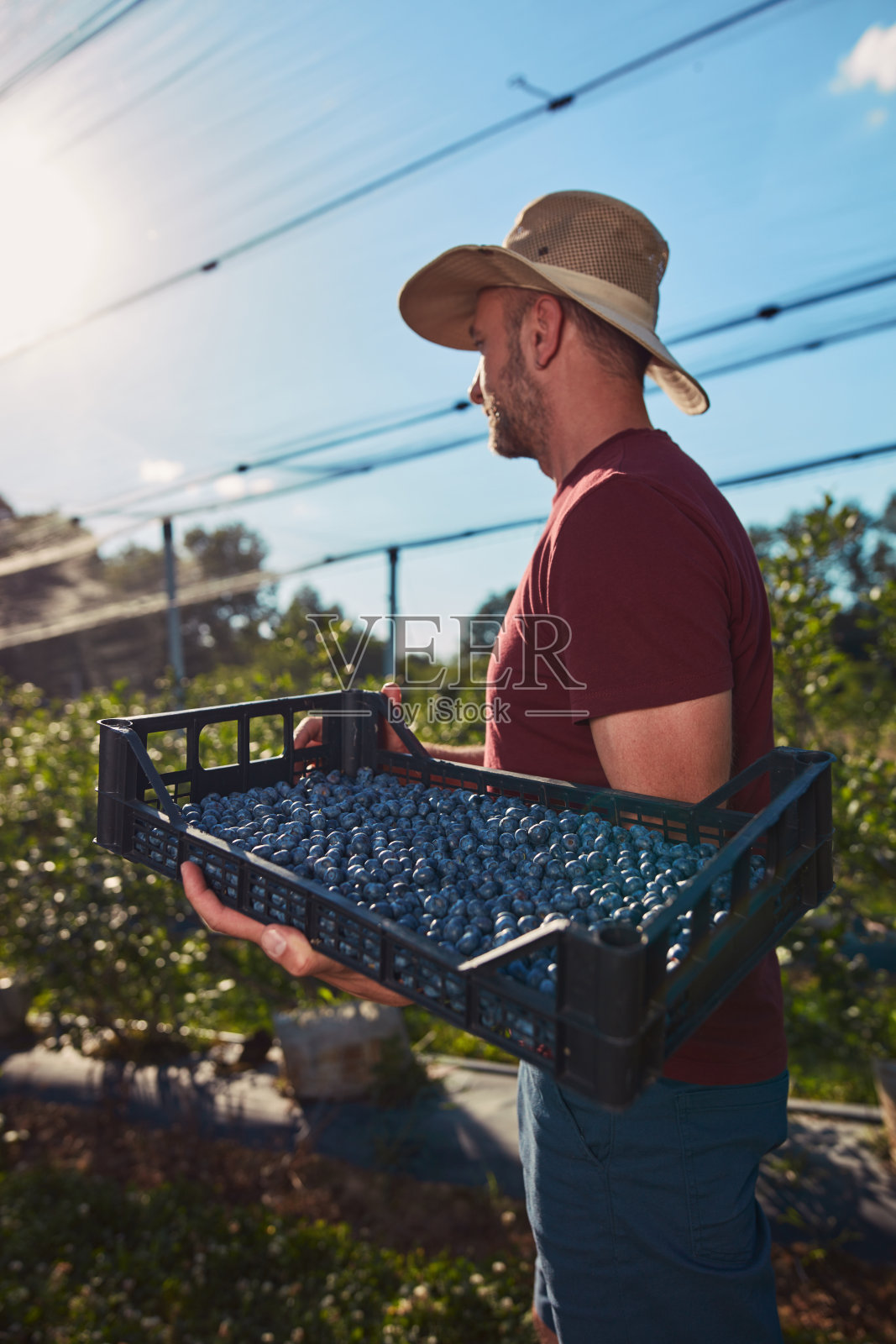农民在农场采摘新鲜蓝莓。照片摄影图片