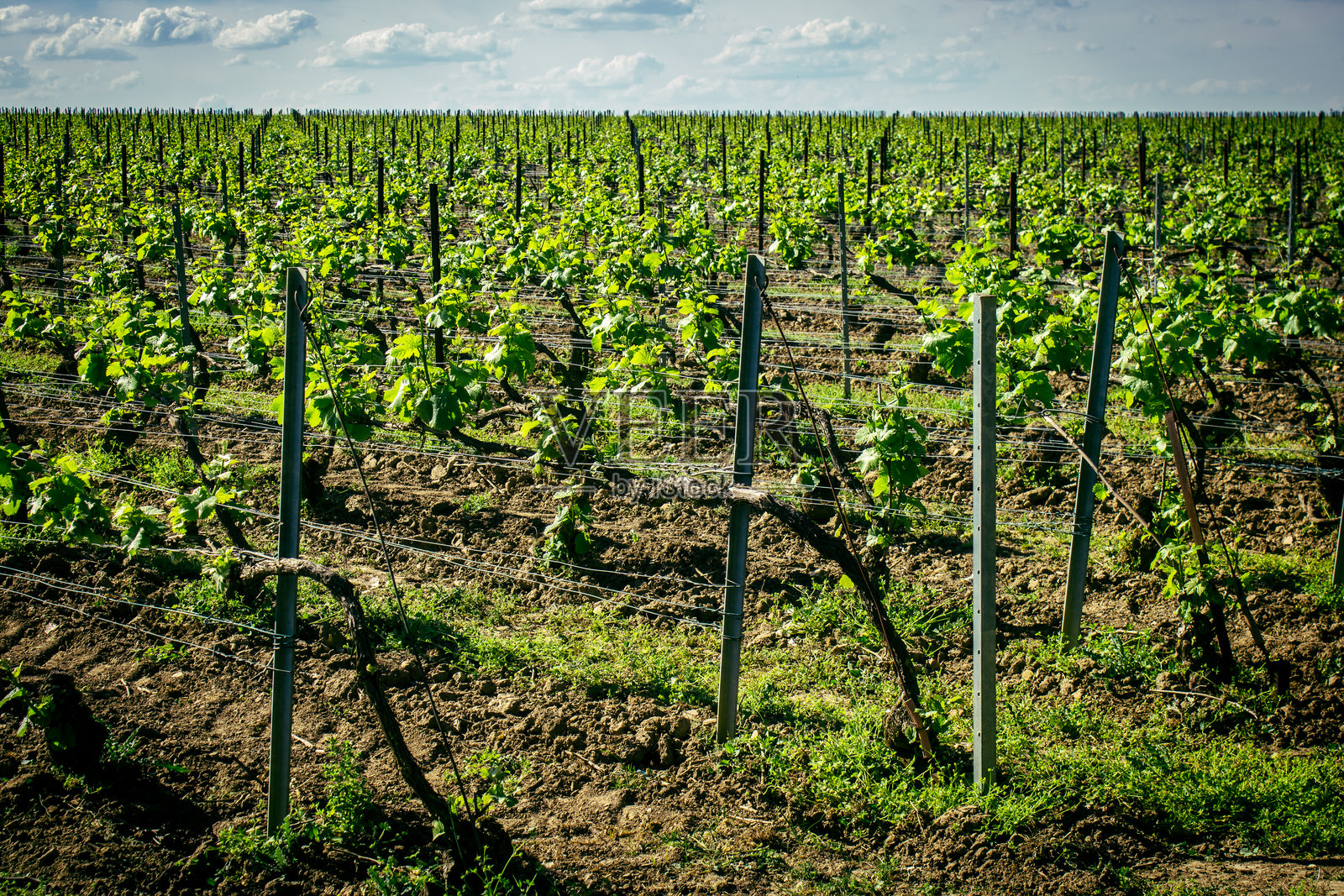 香槟葡萄园照片摄影图片