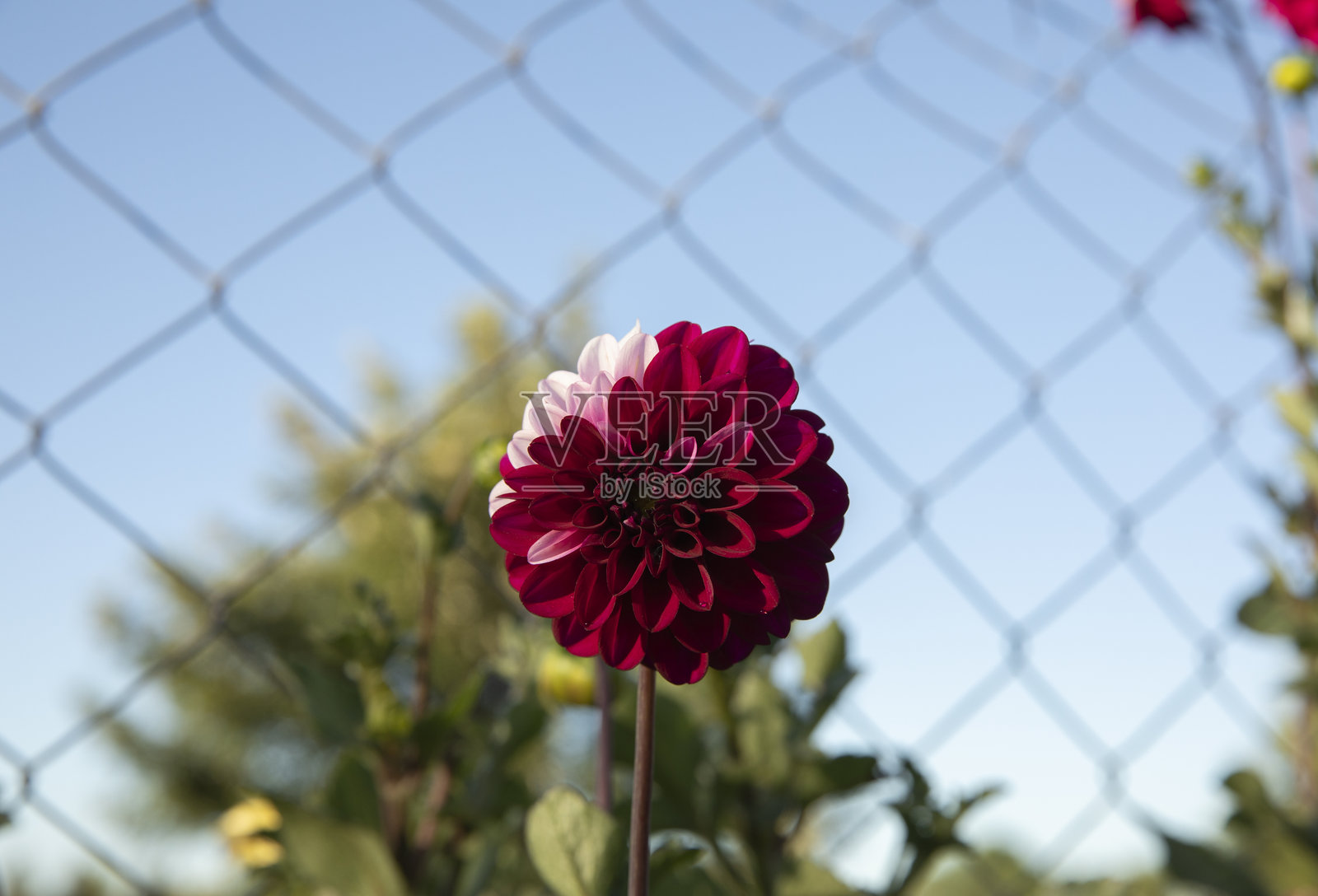 红白相间的大丽花在花园中盛开特写镜头照片摄影图片