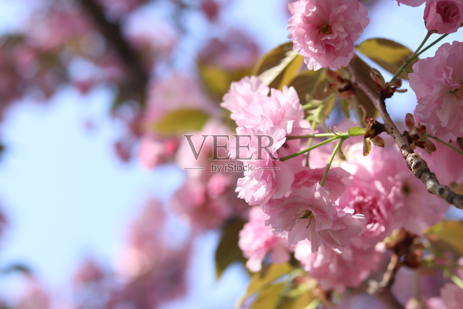 美丽的粉色樱花，柔和的焦点效果照片摄影图片