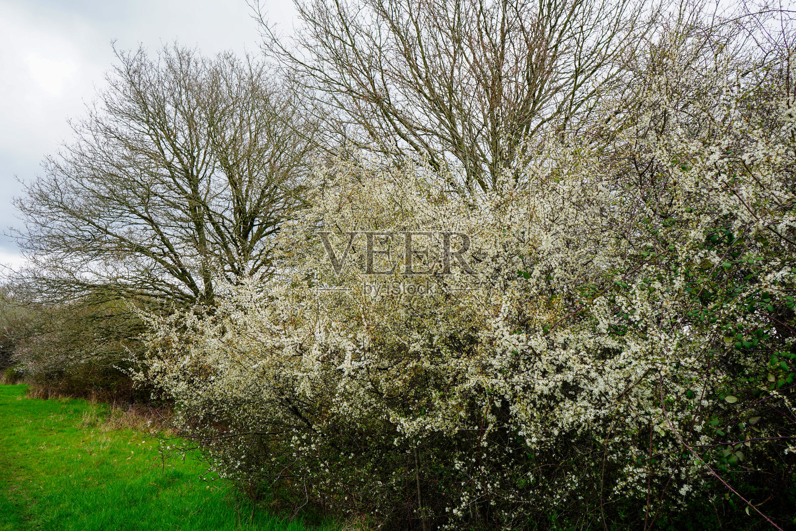 盛开的山楂树特写，白色花朵绽放。照片摄影图片