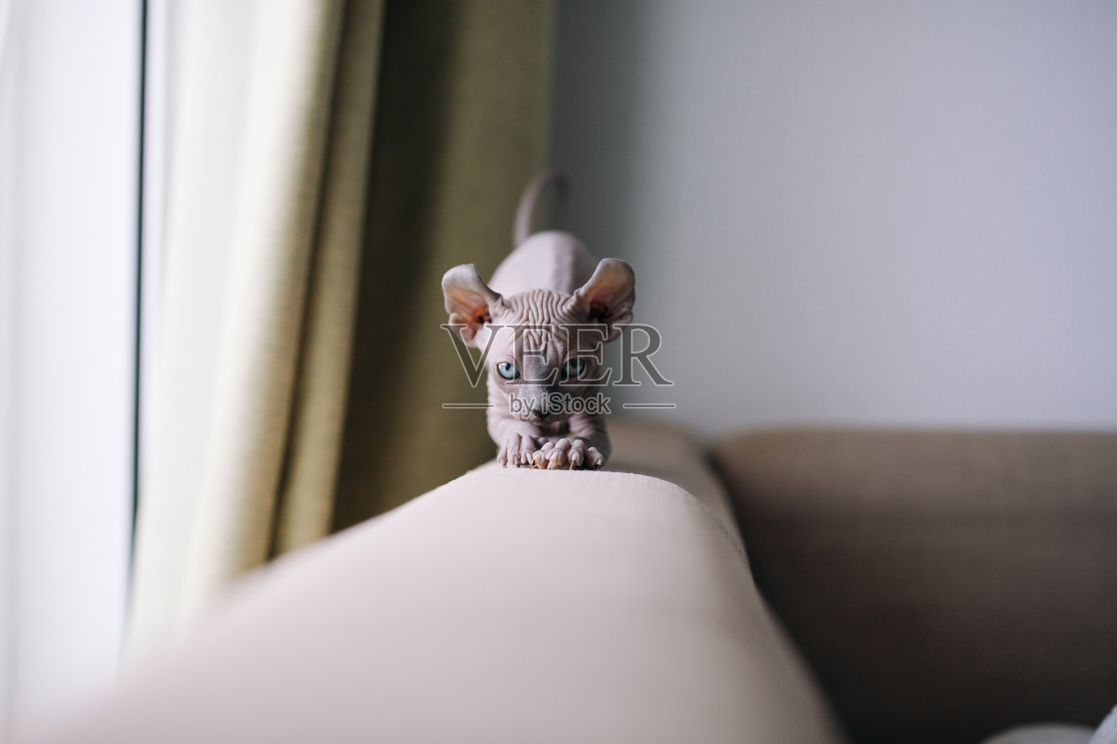 活泼的加拿大无毛猫小猫在室内玩耍照片摄影图片