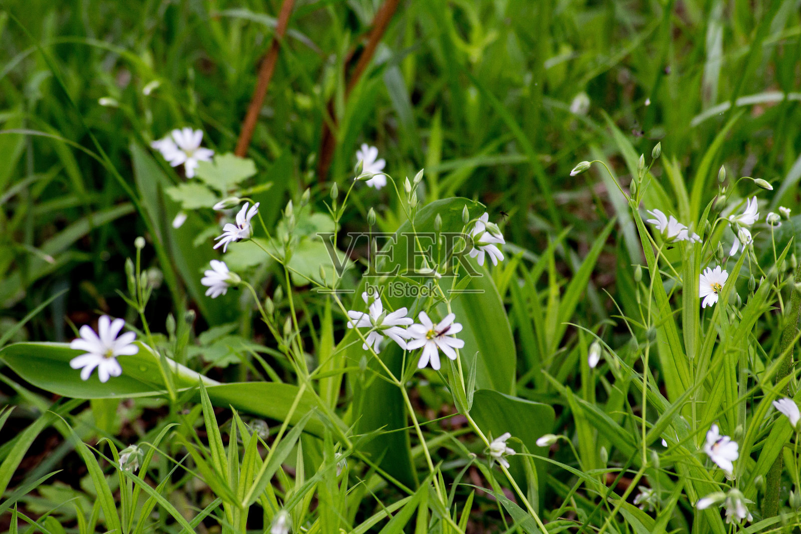 森林中的星星花照片摄影图片