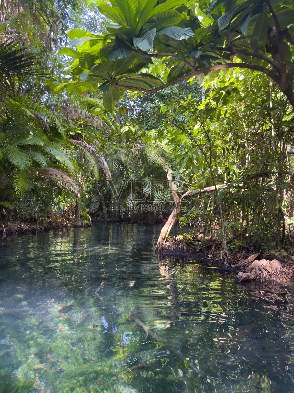 克隆根 - 泰国甲米被热带自然环绕的宁静清澈溪流照片摄影图片