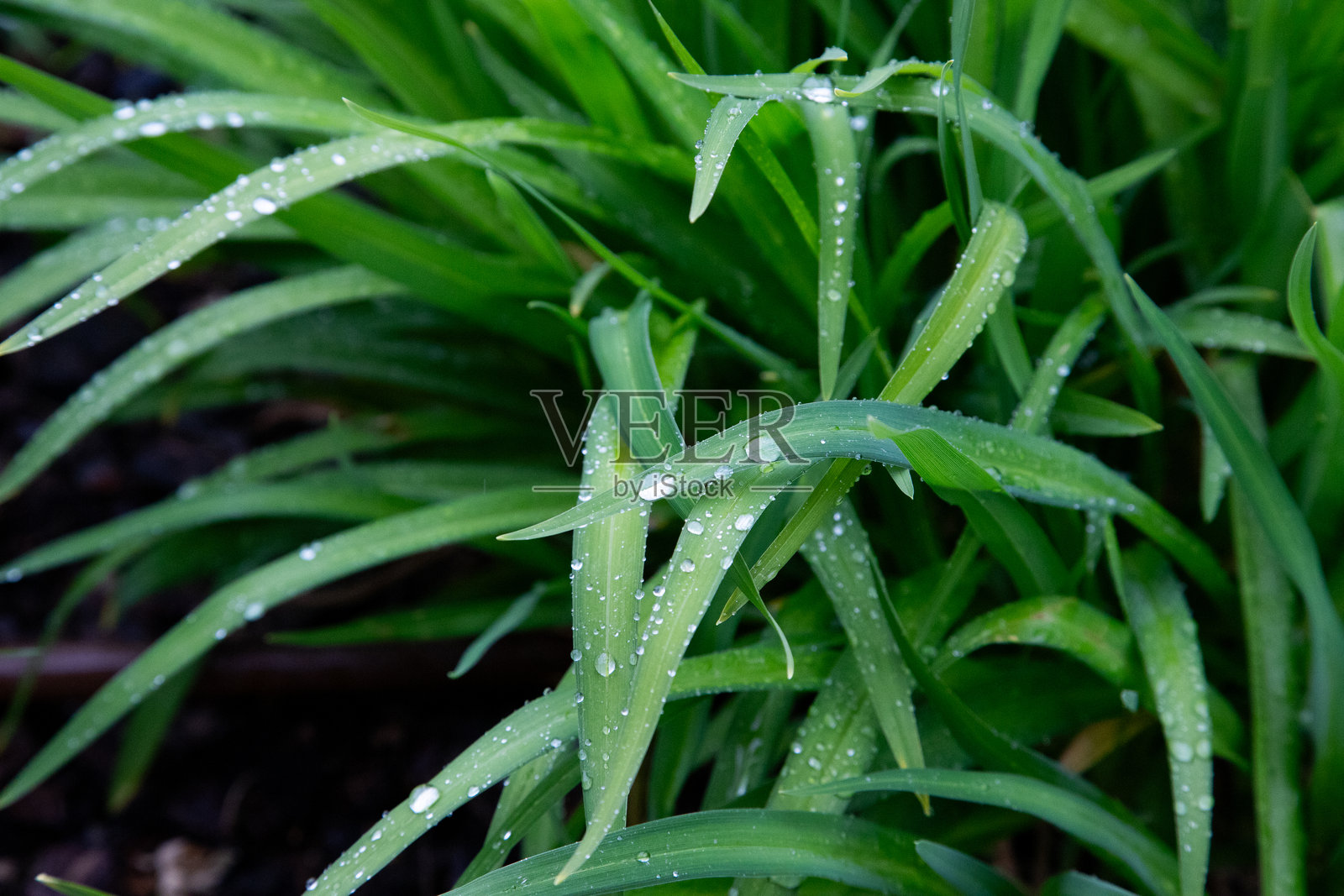 带水珠的草地照片摄影图片