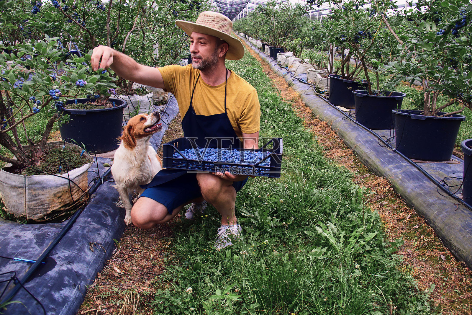 农民在农场采摘新鲜蓝莓，身边有一只狗陪伴。照片摄影图片
